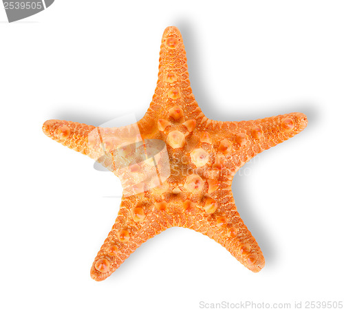 Image of Starfish