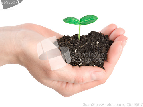 Image of Human hands and young plant