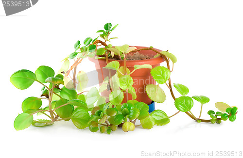 Image of Houseplant