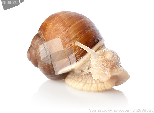 Image of Snail isolated