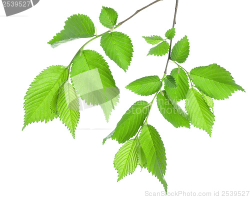 Image of Branch of green leaves isolated