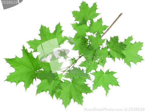 Image of Maple leaves