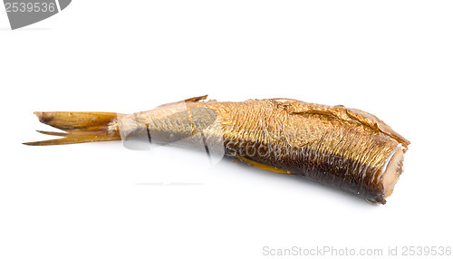 Image of Sprat isolated