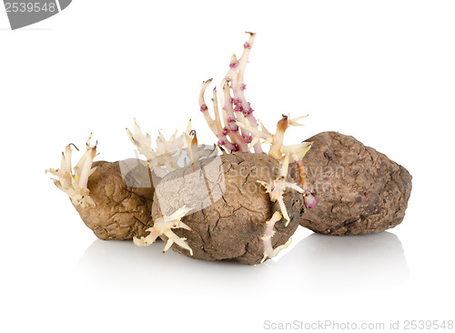 Image of Sprouting potato isolated