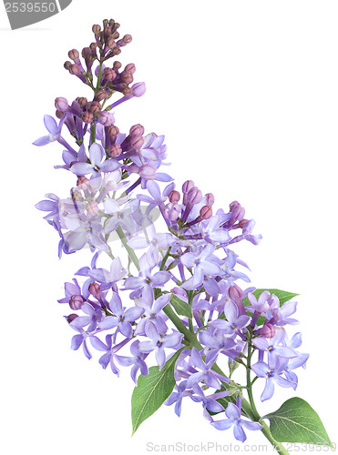 Image of Lilac branch isolated