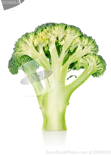 Image of Ripe broccoli isolated