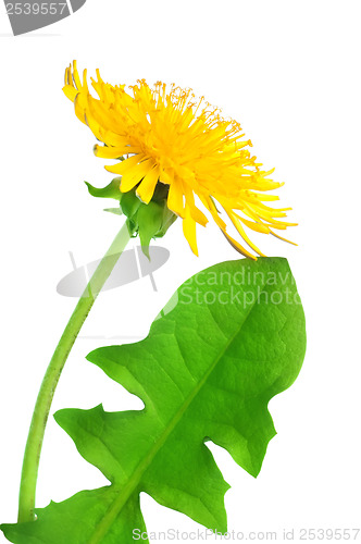 Image of Dandelion flower