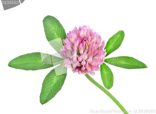 Image of Red clover isolated