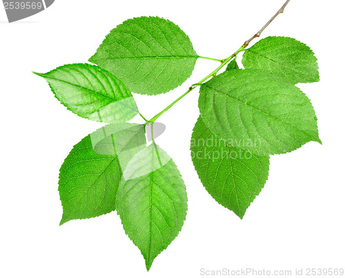 Image of Branch of green leaves isolated