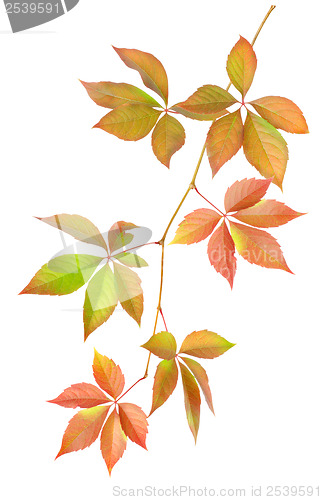 Image of Branch with leaves