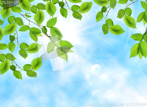 Image of Green leaf opposite sun and sky