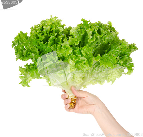 Image of Lettuce in hand