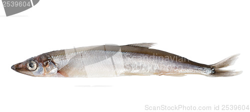 Image of Raw capelin (Path)