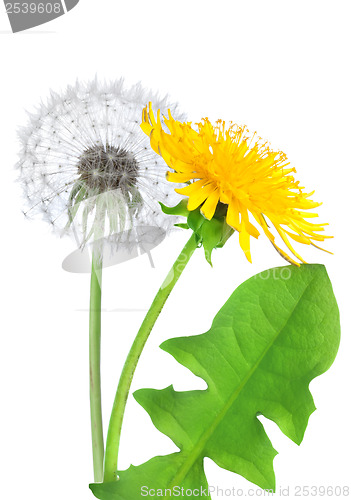 Image of Dandelion flower isolated