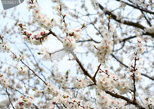 Image of Flowering apricot tree