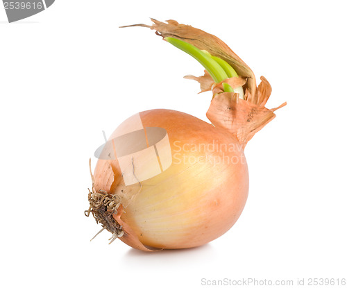 Image of Onions with green scion