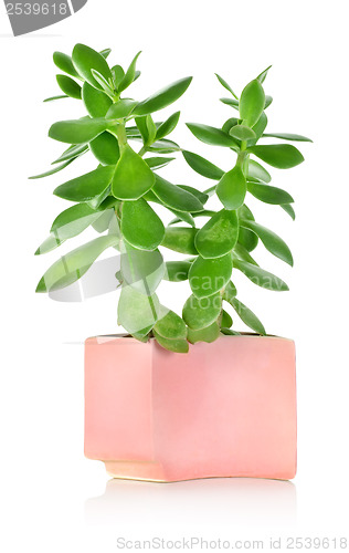 Image of Crassula