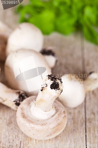 Image of  fresh champignons with parsley 
