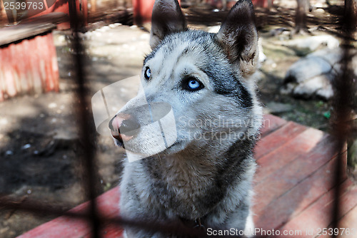 Image of sad and tearful husky behind in cage