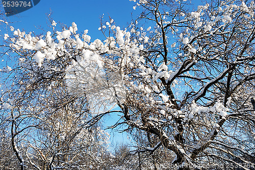 Image of frozen branch against blue sky 