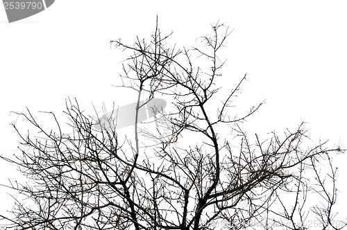 Image of leafless tree branches silhouette