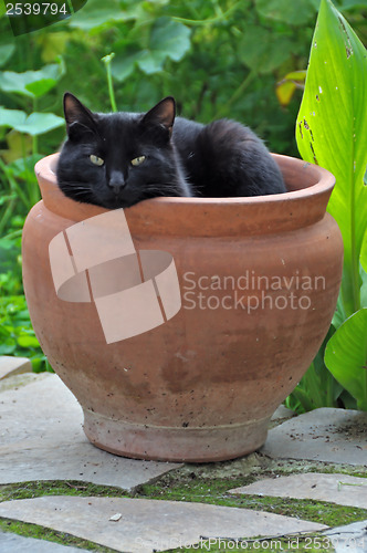 Image of flowerpot black cat