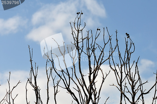 Image of burned branches