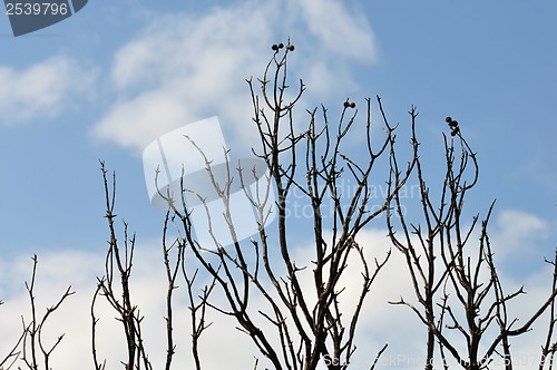 Image of burned branches