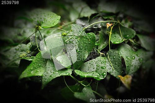 Image of ivy leaf