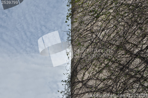 Image of plant on concrete building