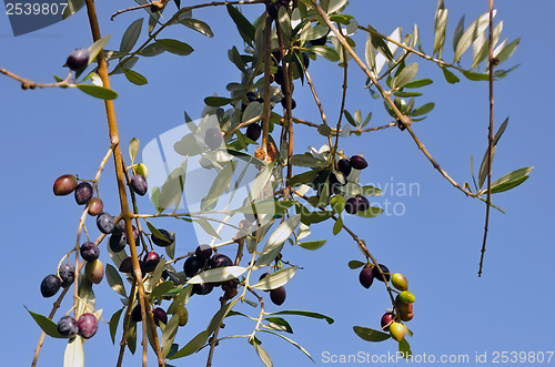 Image of olive tree branch