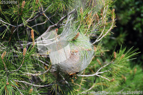 Image of bagworm coccoon plant disease