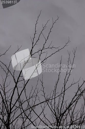 Image of gray branches