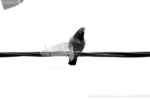 Image of pigeon wire
