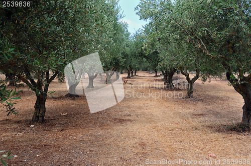 Image of olive tree rows