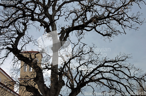 Image of church tree branches
