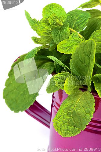 Image of Mint Leafs