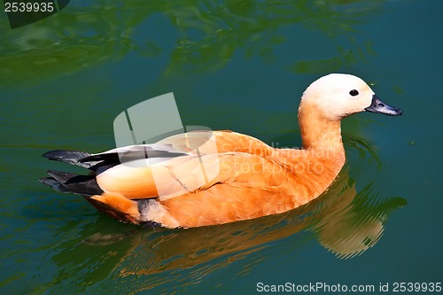 Image of Ruddy Shelduck