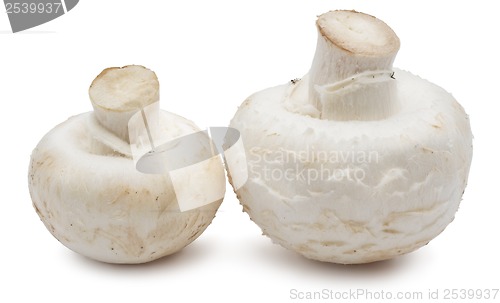 Image of Champignon mushrooms