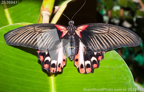 Image of Butterfly