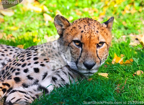 Image of Cheetah