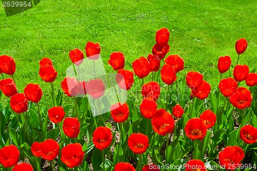 Image of Tulip flowers