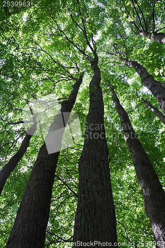 Image of Green forest