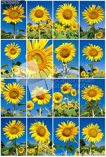 Image of Sunflowers