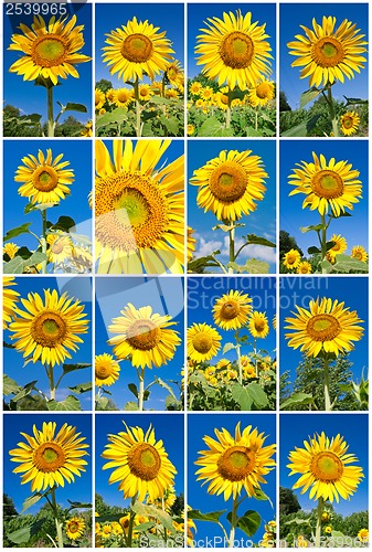 Image of Sunflowers