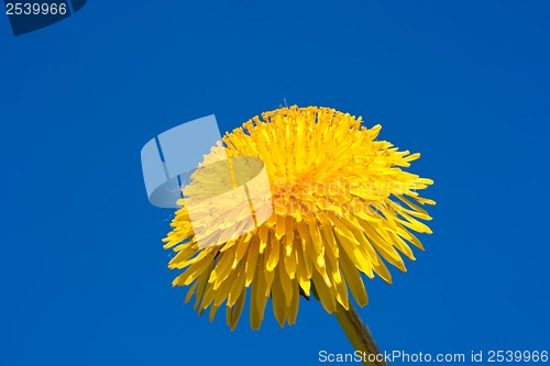Image of Dandelion