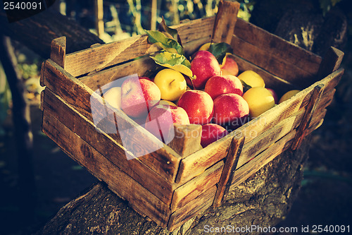 Image of Apples in an old wooden crate on tree