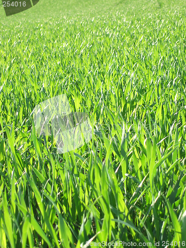 Image of Field