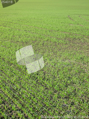 Image of Field