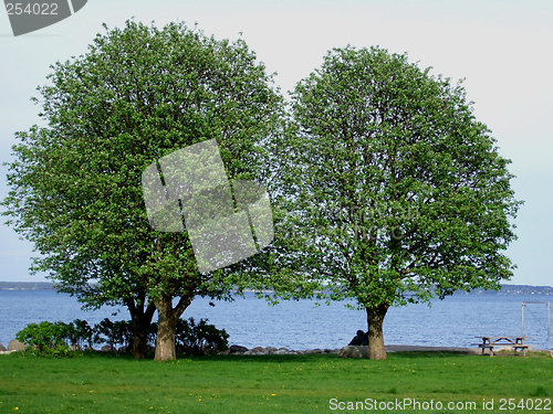 Image of Two trees